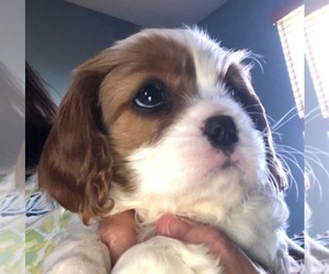Cavalier King Charles Spaniel Puppy for sale in TEMPLETON, CA, USA