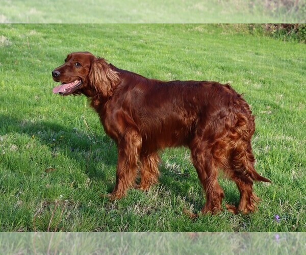 Medium Photo #4 Irish Setter Puppy For Sale in JONES, MI, USA