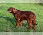 Small Photo #4 Irish Setter Puppy For Sale in JONES, MI, USA