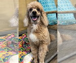 Small #4 Poodle (Miniature)
