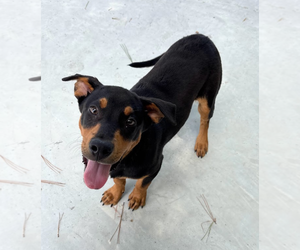 Mutt Dogs for adoption in Oakhurst, NJ, USA