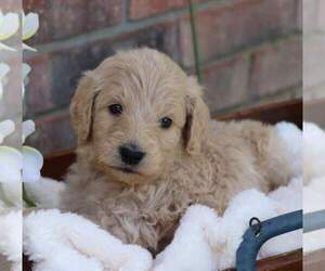 Goldendoodle Puppy for sale in FAIR GROVE, MO, USA