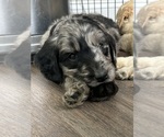 Small #22 Goldendoodle