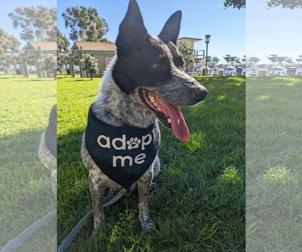 Medium Photo #3 Mutt Puppy For Sale in Menifee, CA, USA