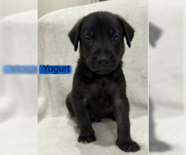 Medium Photo #4 Labrador Retriever-Unknown Mix Puppy For Sale in SHERBURNE, NY, USA