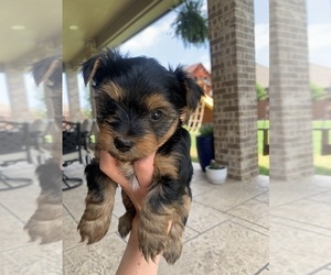 Yorkshire Terrier Puppy for Sale in SPRING, Texas USA