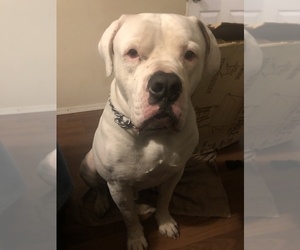 Father of the American Bulldog puppies born on 12/26/2019