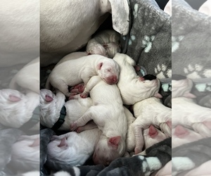 Dogo Argentino Puppy for sale in PALMDALE, CA, USA