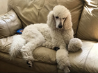 Small Photo #1 Poodle (Standard) Puppy For Sale in HUBERT, NC, USA