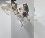 JUDY - Female Mutt Dog for Adoption - Small photo