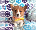 Puppy Spencer Pembroke Welsh Corgi