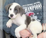 Small #1 Great Pyrenees Mix