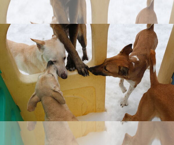 Medium Photo #24 Saluki-Whippet Mix Puppy For Sale in Sebec, ME, USA