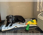 Small #2 Great Dane Mix
