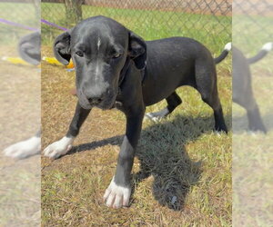 Ailey - Female Labrador Retriever-Unknown Mix Dog for Adoption - Photo #5