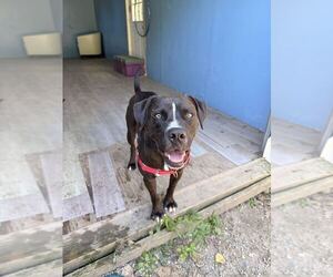 Mutt Dogs for adoption in Elmsford, NY, USA