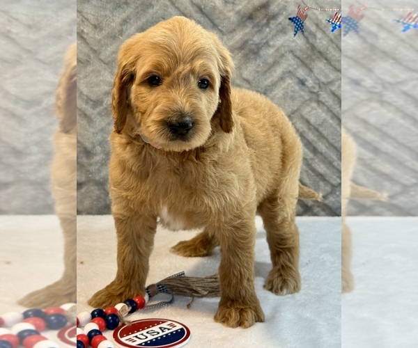 Medium Photo #12 Goldendoodle Puppy For Sale in LAKELAND, FL, USA
