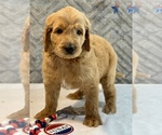 Small #11 Goldendoodle