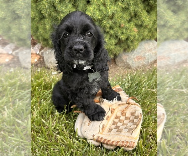Medium Photo #2 Cocker Spaniel Puppy For Sale in MIDDLEBURY, IN, USA