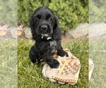 Small #1 Cocker Spaniel