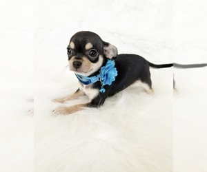 Chihuahua Puppy for sale in SACRAMENTO, CA, USA