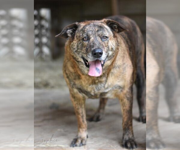 Medium Photo #1 Plott Hound-Unknown Mix Puppy For Sale in Brewster, NY, USA