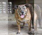 Small Plott Hound Mix