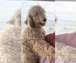 Small #1 Poodle (Standard) Mix