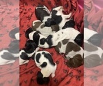 Small Photo #22 German Shorthaired Pointer Puppy For Sale in CORBIN, KY, USA