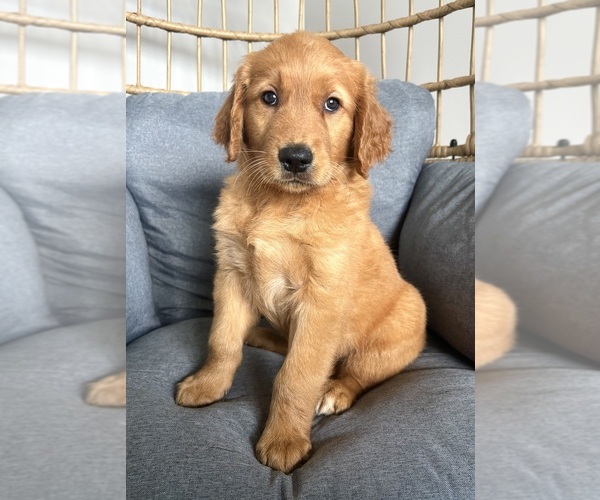 Medium Photo #1 Golden Retriever Puppy For Sale in INDIANAPOLIS, IN, USA