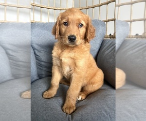 Golden Retriever Puppy for Sale in INDIANAPOLIS, Indiana USA