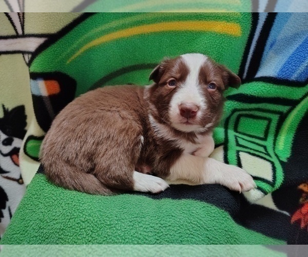 Medium Photo #1 Border Collie Puppy For Sale in NORBORNE, MO, USA