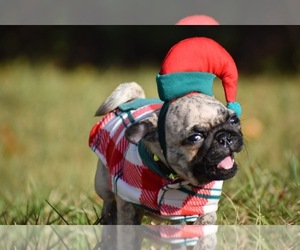 Pug Puppy for sale in PALM COAST, FL, USA