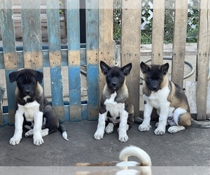 Akita Puppy for sale in GRANTS PASS, OR, USA