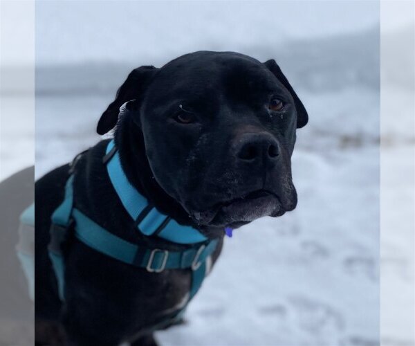 Medium Photo #6 American Pit Bull Terrier Puppy For Sale in Fargo, ND, USA