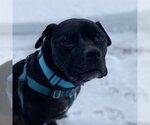 Small #5 American Pit Bull Terrier