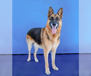 ZARKO - Male German Shepherd Dog Dog for Adoption - Photo #2