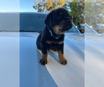 Small Photo #8 Rottweiler Puppy For Sale in ORLAND, CA, USA