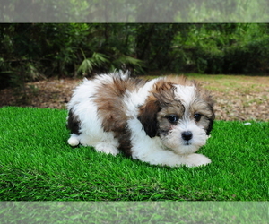 Medium ShihPoo