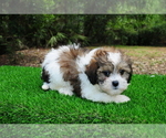 Puppy 1 ShihPoo