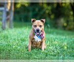 Small #3 American Staffordshire Terrier-Labrador Retriever Mix