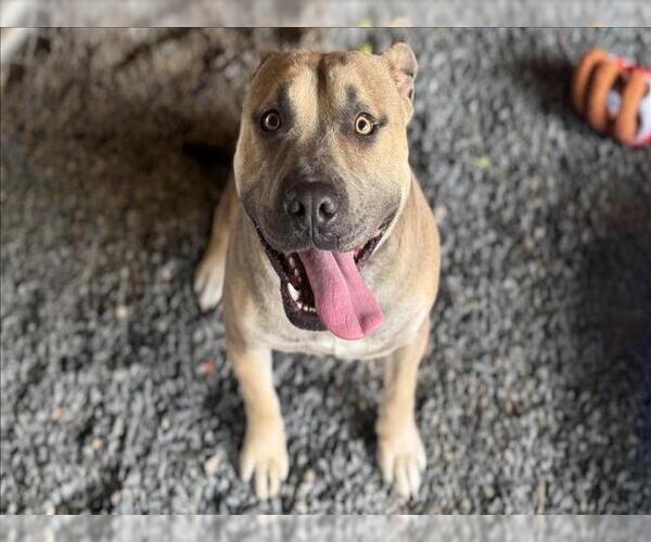 Medium Photo #3 American Pit Bull Terrier Puppy For Sale in Moreno Valley, CA, USA