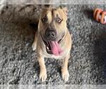 Small #2 American Pit Bull Terrier