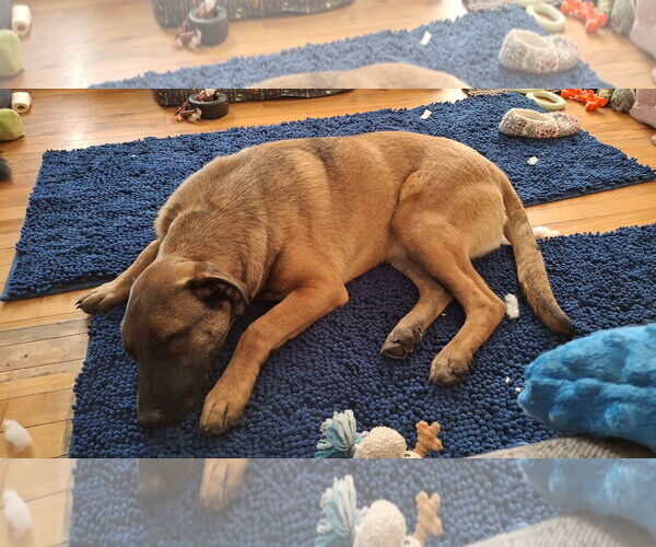 Medium Photo #3 German Shepherd Dog-Unknown Mix Puppy For Sale in Sebec, ME, USA