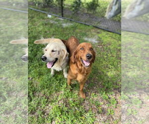 Golden Retriever Dogs for adoption in Bonita Springs, FL, USA