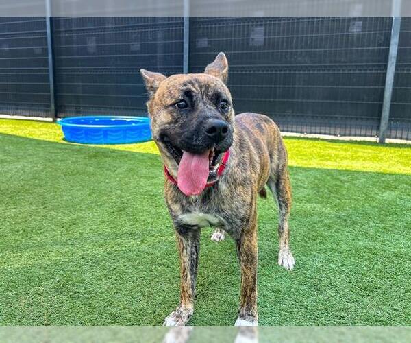 Medium Photo #2 Akita-American Pit Bull Terrier Mix Puppy For Sale in Orange, CA, USA