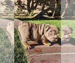 Small Photo #24 Bulldog Puppy For Sale in RIVERSIDE, CA, USA