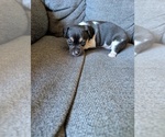 Small Photo #7 Chiweenie Puppy For Sale in CAMANO ISLAND, WA, USA