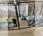 Small #7 Rat Terrier