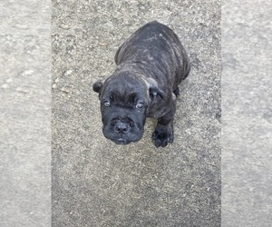 Cane Corso Puppy for sale in AKRON, OH, USA